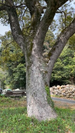 品質満点! (1)樫の木の様な 重厚な木で作られた ア―ムチェア デスク